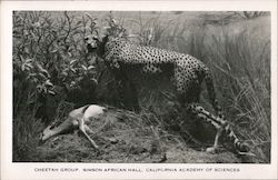 Cheetah Group - Simson African Hall - California Academy of Sciences San Francisco, CA Postcard Postcard Postcard