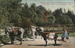 Donkeys and Goats at Children's Playground - Golden Gate Park San Francisco, CA Postcard Postcard Postcard