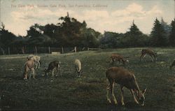 The Deer Park, Golden Gate Park Postcard