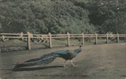 Peacocks in Golden Gate Park Postcard