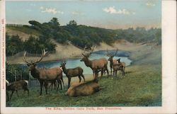 The Elks at Golden Gate Park San Francisco, CA Postcard Postcard Postcard