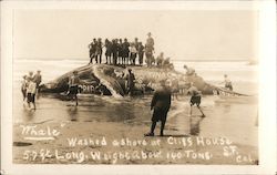 Whale Washed Ashore at Cliff House San Francisco, CA Postcard Postcard Postcard