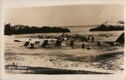 Seal Rocks Postcard