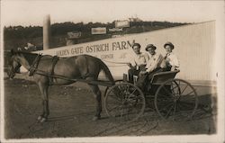 Golden Gate Ostrich Farm San Francisco, CA Postcard Postcard Postcard