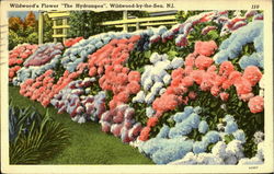 Wildwood's Flower The Hydrangea Postcard