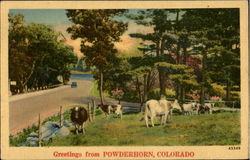 Greetings From Powderhorn Postcard