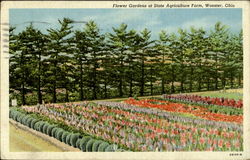 Flower Gardens At State Agriculture Farm Postcard