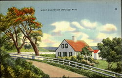 Windy Willows On Cape Cod Postcard