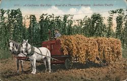 A California Hop Field - Road of a Thousand Wonders - Southern Pacific Postcard Postcard Postcard