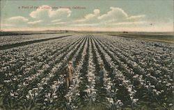 A Field of Cala Lillies Postcard