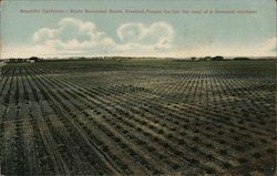 Beautiful California - World Renowned Raisin Vineyard Fresno, CA Postcard Postcard Postcard