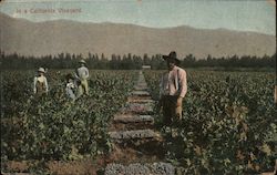 In a California Vineyard Postcard