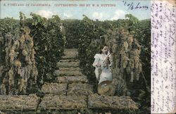 A Vineyard in California Postcard Postcard Postcard