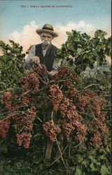 Tokay Grapes in California Postcard Postcard Postcard