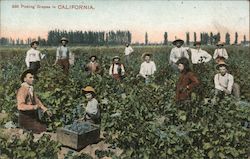 Picking Grapes Postcard