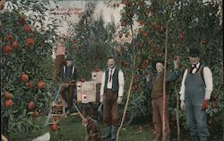 An Apple Harvest in the Golden West Postcard