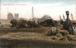 Bean Harvesting in California Postcard