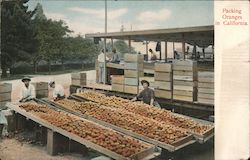 Packing Oranges Postcard