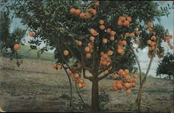 Grape Fruit in California Postcard