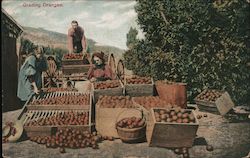 Grading Oranges Postcard