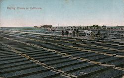 Drying Prunes in California Postcard Postcard Postcard