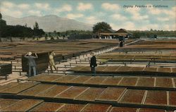 Drying Peaches - Benham Company Advertising Postcard