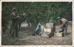 Picking Prunes in California Postcard Postcard Postcard