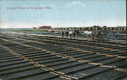 Drying Prunes in the Golden West California Postcard Postcard Postcard