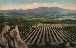 A California Orange Grove, Road of a Thousand Wonders - Southern Pacific Co. Postcard