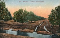 Irrigating a California Orange Grove Postcard