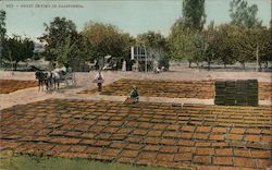 Fruit Drying Postcard