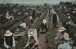 Picking Dewberries in California Postcard