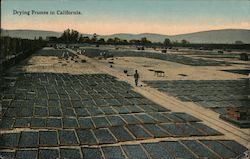 Drying Prunes in California Postcard Postcard Postcard