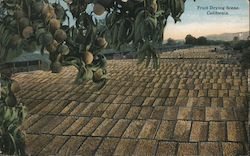 Fruit Drying Scene Postcard