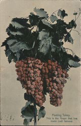 Flaming Tokay, this is the grape that made Lodi famous California Postcard Postcard Postcard