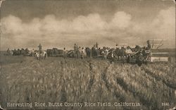 Harvesting Rice, Butte County Rice Field Postcard