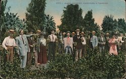 Raisin Industry. A Vineyard Postcard