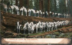 U.S. Cavalry on a Fallen Big Tree California Postcard Postcard Postcard