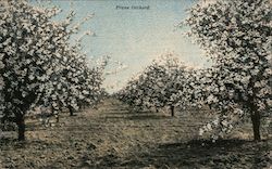 Prune Orchard Postcard