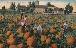 Pumpkin Field on a Western Ranch Postcard