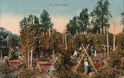 Hop Picking California Postcard Postcard Postcard