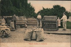 Walnut Grading in California Postcard