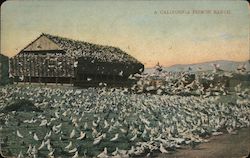 A California Pigeon Ranch Postcard Postcard Postcard