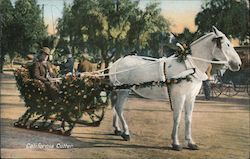 California Cutter Postcard