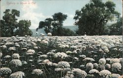 Carrots in Bloom in Cal. Postcard