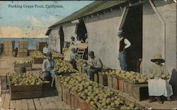 Packing Grape Fruit Postcard