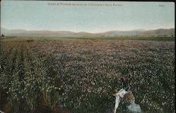 Acres of Flowers as seen on California's Seed Farms Postcard