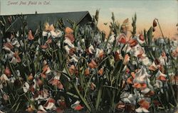 Sweet Pea Field in Cal. Postcard