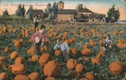 Pumpkin Field on a Western Ranch Postcard