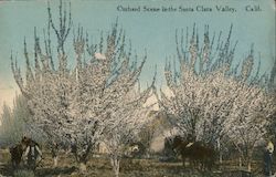 Orchard Scene in the Santa Clara Valley California Postcard Postcard Postcard